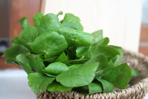 Lesser Celandine leaves Lesser Celandine leaves